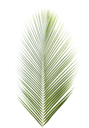 Palm leaf isolated on white backgroundの写真素材