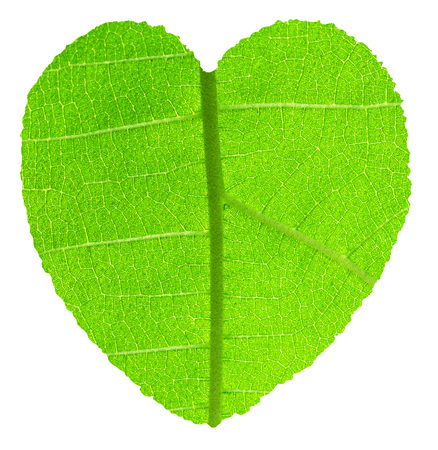 Heart shape with green teak leaf textureの写真素材
