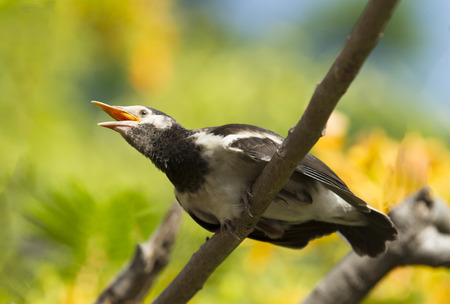 Young myna bird on treeの写真素材