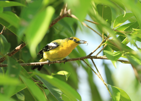 Small yellow bird on green treeの写真素材