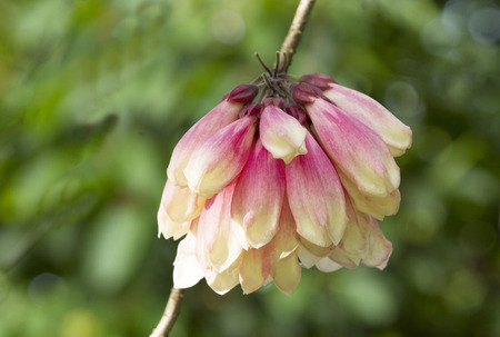 New guinea trumpet vine flower