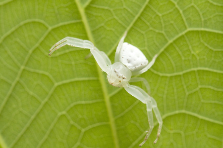 Young white spider on green leaf の写真素材