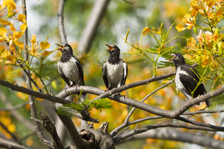 Young myna bird on treeの写真素材