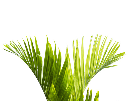Green palm leaf isolated on white backgroundの写真素材