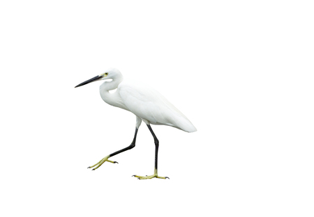 Egret isolated on white backgroundの写真素材