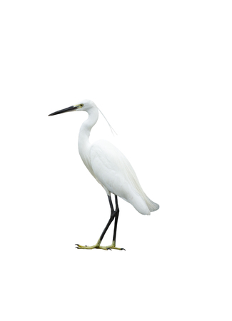 Egret isolated on white backgroundの写真素材