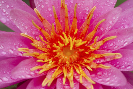 Close up image of pink waterlily with water drops on petalの写真素材