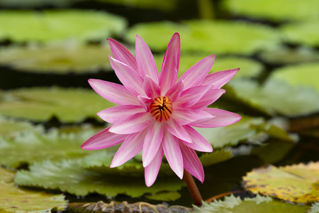 Pink waterlily flower with green leaves backgroundの写真素材