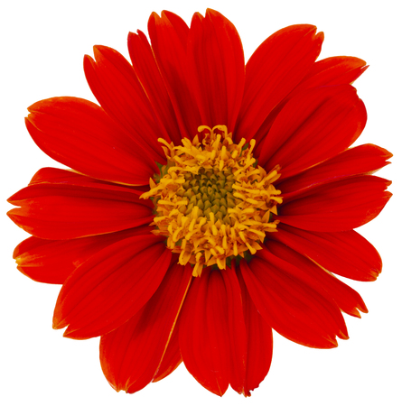 Mexican sunflower isolated on white backgroundの写真素材