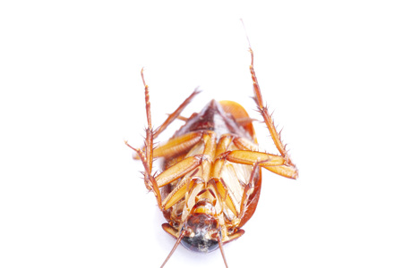 Cockroach isolated on white background