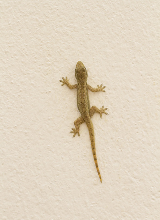 Gecko on cement wallの写真素材
