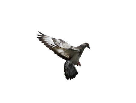 Pigeon flying isolated on white background with clipping pathの写真素材