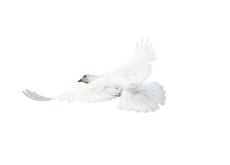 Pigeon flying isolated on white backgroundの写真素材