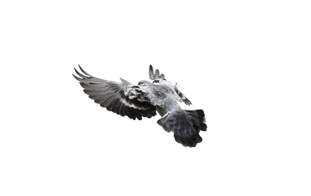 Pigeon flying isolated on white backgroundの写真素材