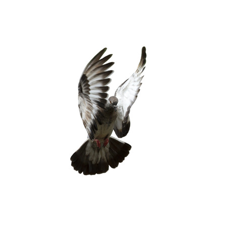 Pigeon flying isolated on white backgroundの写真素材