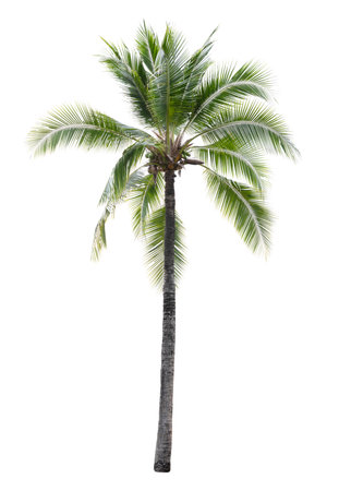 Coconut tree isolated on white backgroundの写真素材