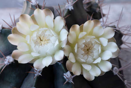 White Echinopsis cactus flower on old wood background