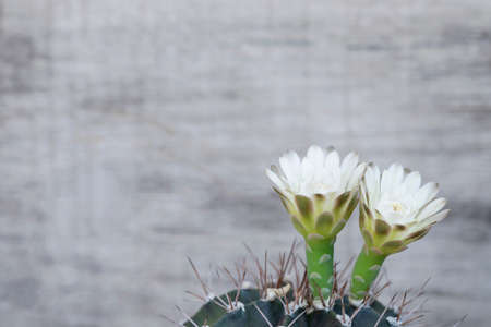 White Echinopsis cactus flower on old wood backgroundの写真素材