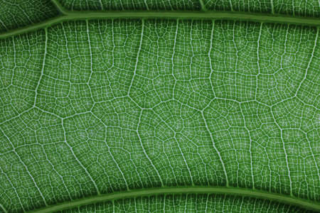 Close up image of green leaf texture or background