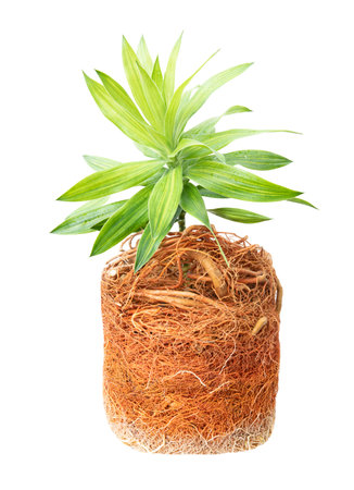 Plant in a pot isolated on a white background. Studio photography.の写真素材
