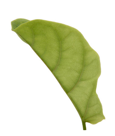Ficus lyrate leaf isolated on white backgroundの写真素材
