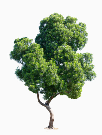 Green tree isolated on white backgroundの写真素材