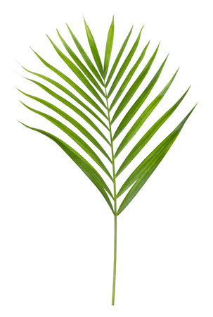 Green yellow palm or butterfly leaf isolated on white backgroundの写真素材