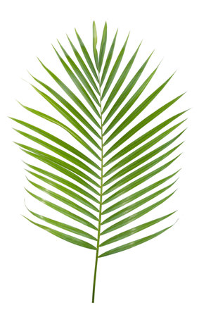 Green yellow palm or butterfly leaf isolated on white backgroundの写真素材