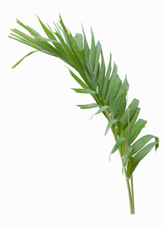Green palm leaf isolated on white backgroundの写真素材