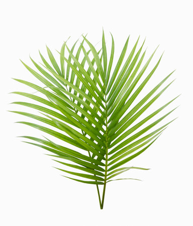 Green yellow palm or butterfly leaf isolated on white backgroundの写真素材
