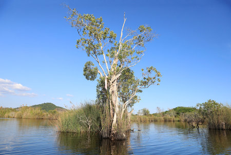 Cajuput tree at swamp flooded forest in water with blue sky backgroundの写真素材