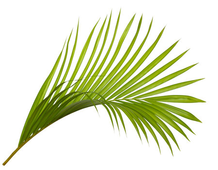Green palm leaf isolated on white backgroundの写真素材
