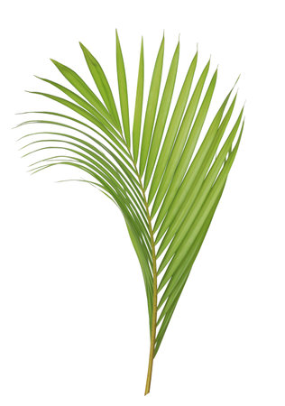 Green palm leaf isolated on white backgroundの写真素材