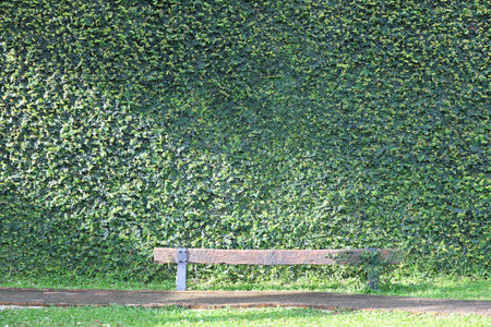 Old wooden bench with green coatbuttons wall.の写真素材