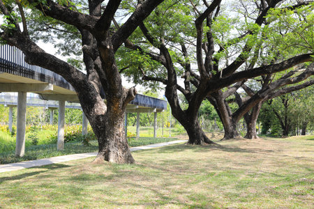 Claw tree trunk on green grass field near skywalk in the park .の写真素材