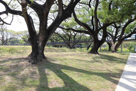 Claw tree trunk on green grass field near skywalk in the park .の写真素材
