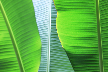 Green banana leaf background (Selective focused)の写真素材