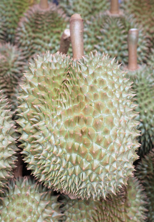 Pile of fresh durian fruit on the market stall in Thailand.の写真素材