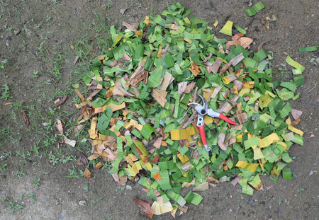 Garden pruning shears on heap cut leaves preparing for organic fertilizer. Transformation of biodegradable material into fertile soil.の写真素材