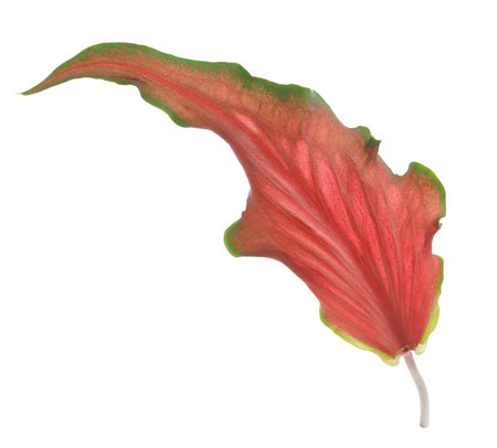Red Caladium foliage with green leaf margin isolated on white backgroundの写真素材