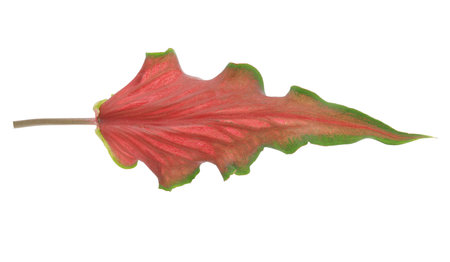 Red Caladium foliage with green leaf margin isolated on white backgroundの写真素材