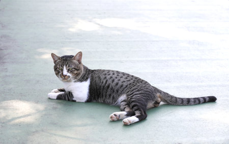 Grey cat lying on green floor.の写真素材
