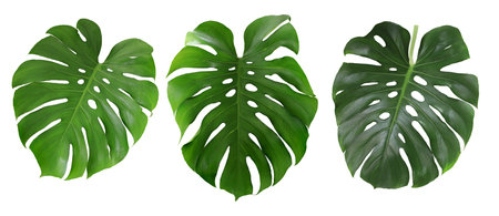 Green monstera leaf set isolated on white background.の写真素材