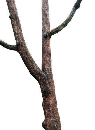 Tree trunk isolated on white background