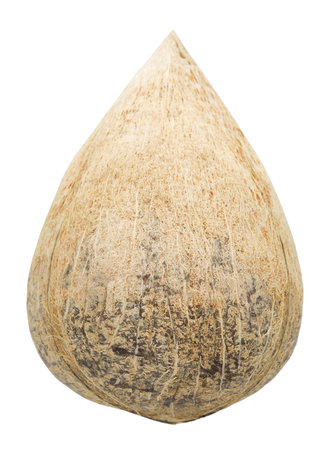Whole coconut isolated on white background.の写真素材