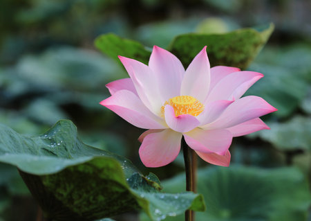 Pink lotus flower with green leaves as backgroundの写真素材