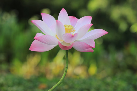 Pink lotus flower with colorful backgroundの写真素材