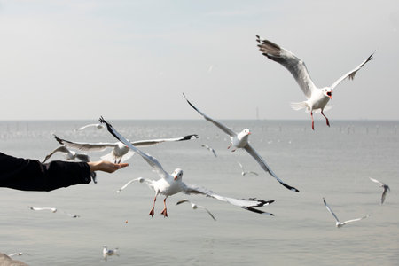 Seagall feeding from women hand with blue sea in background