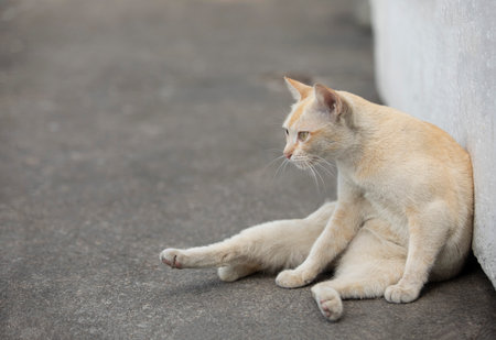 Domestic cat lying on cement floor lean white wall looking at  the left side hand..の写真素材