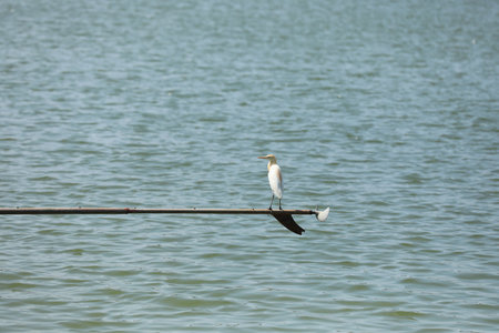 Egret purched on long tail boat propeller.の写真素材